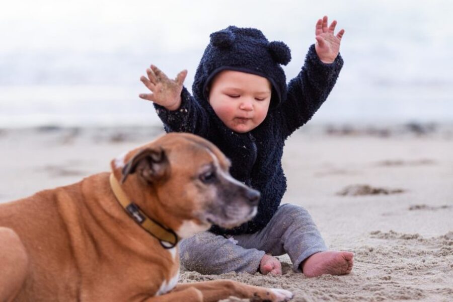 cane spiaggia bambino