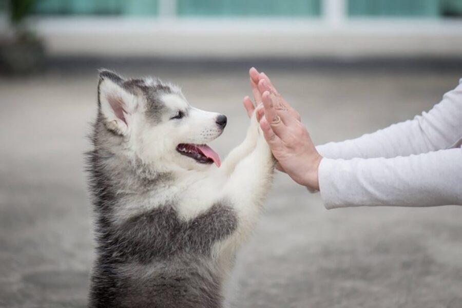 cane husky piccolo