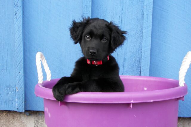 6 foto di cuccioli di cane che ti infonderanno tanto buonumore