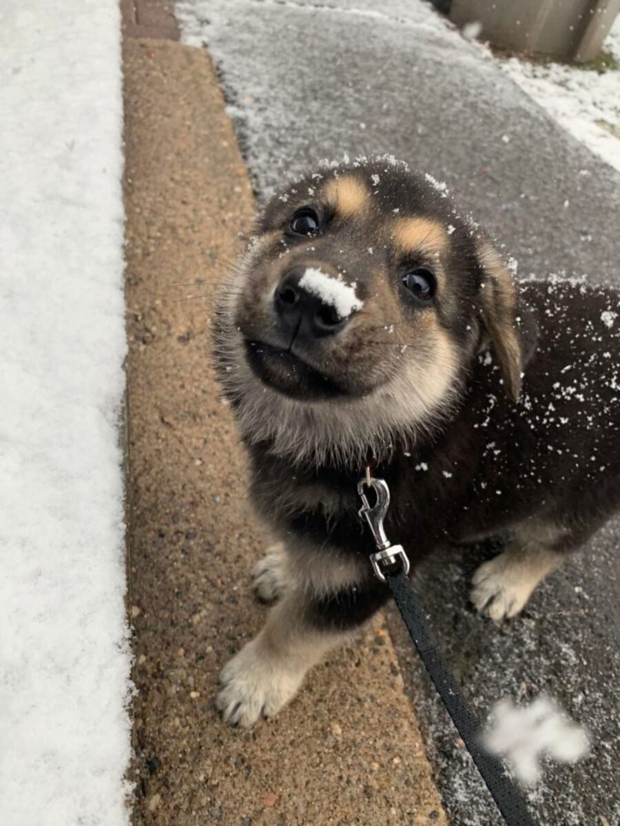 cucciolo neve felice