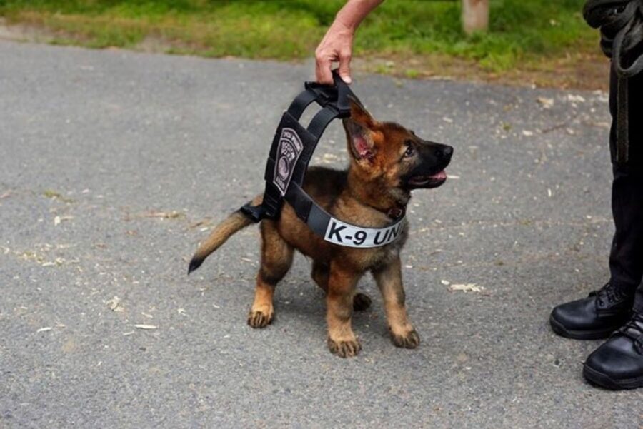 cucciolo polizia pronto