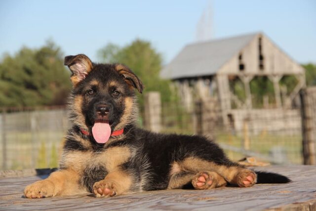 6 foto di cuccioli di pastore tedesco che ti entreranno nel cuore