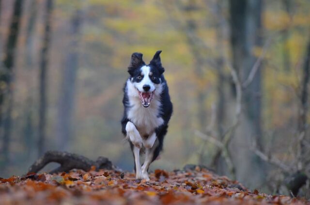 6 tenere foto di cani super entusiasti di essere in autunno