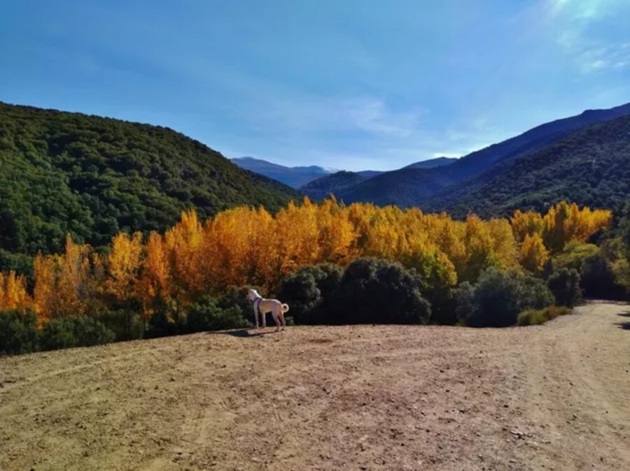 cucciolo esplora ambiente