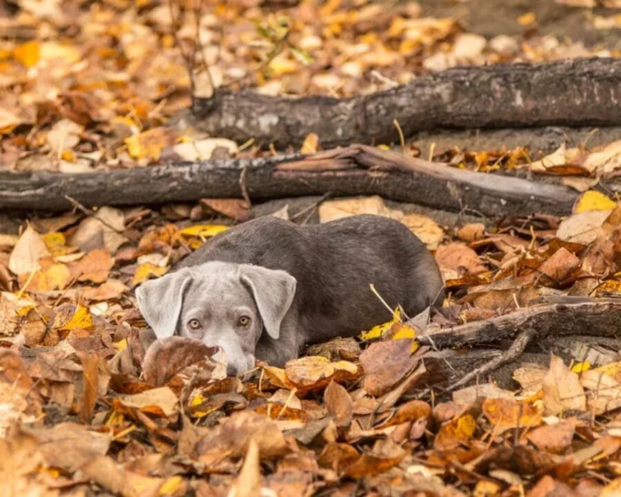 cucciolo bosco tronchi