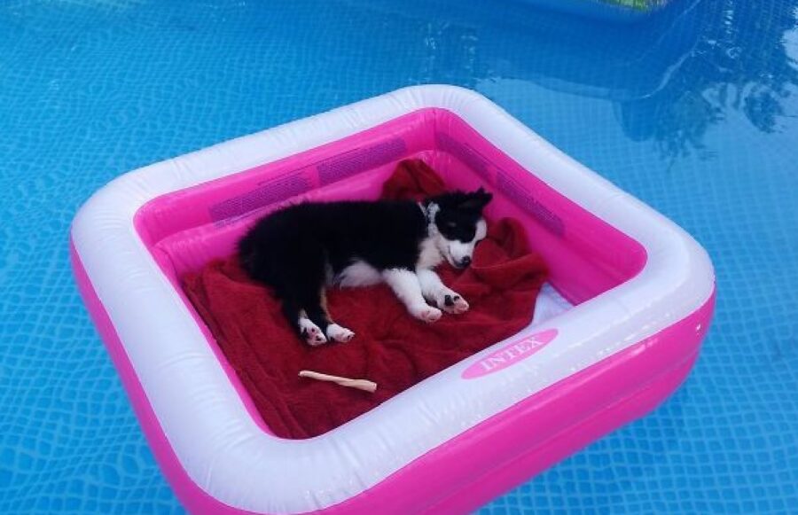 cane piscina cuccia gonfiabile