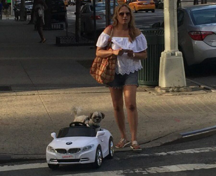 cane sale su auto 