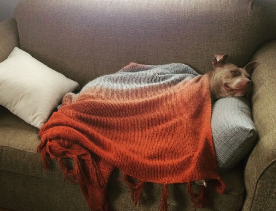 cane coperta per dormire 
