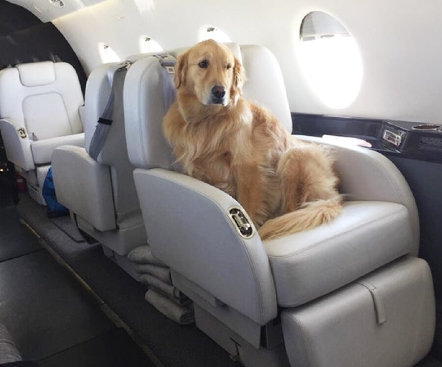cane trasportato aereo 