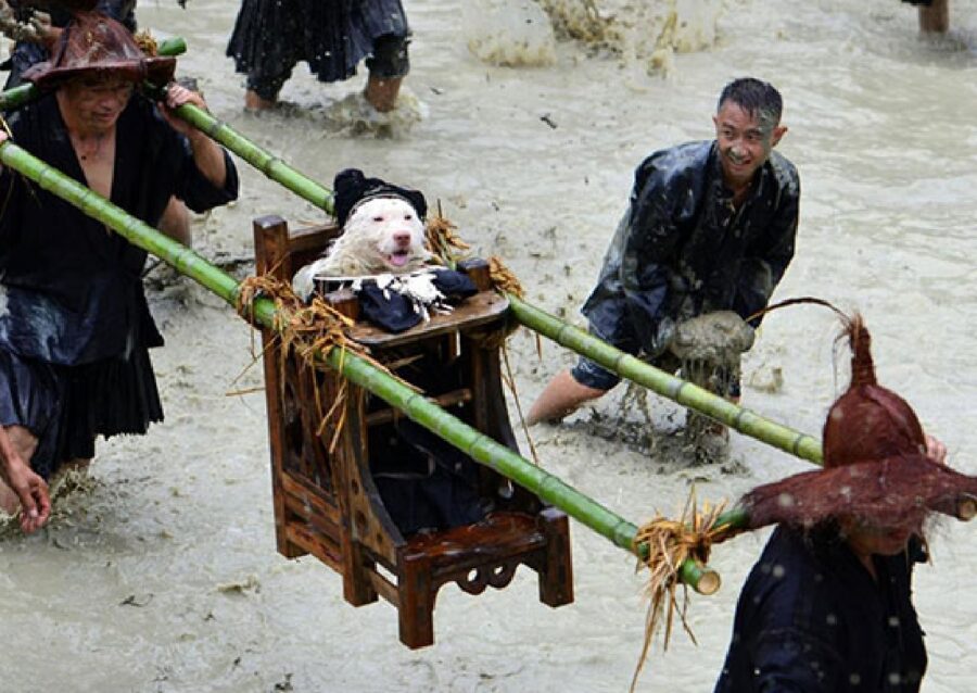 cane trasportato su un trono