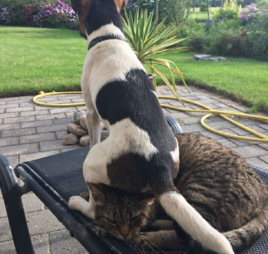 cagnolino siede su testa piccolo gatto