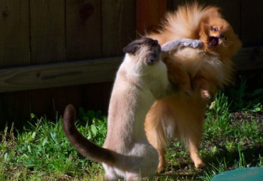 cane e gatto incontro di pugilato