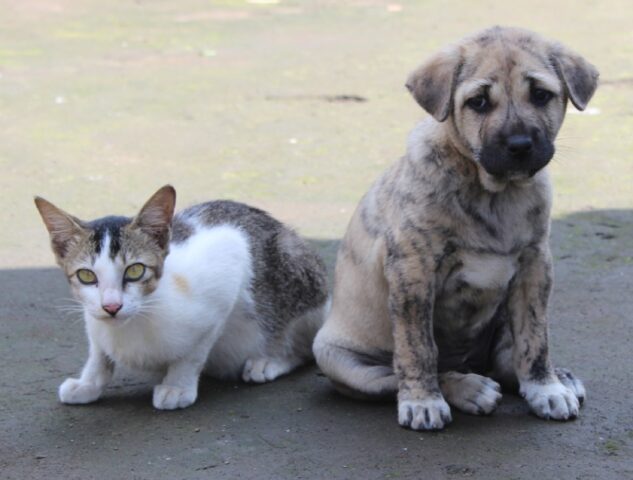 8 foto che raccontano la verità dietro le amicizie tra cani e gatti