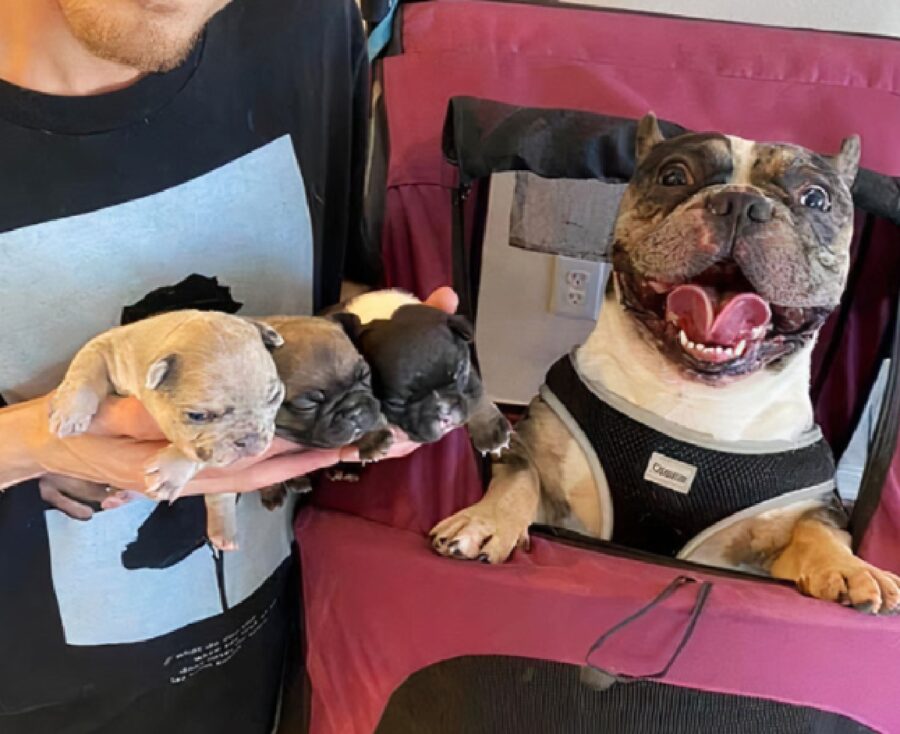 cagnolina bulldog conosce i suoi piccoli