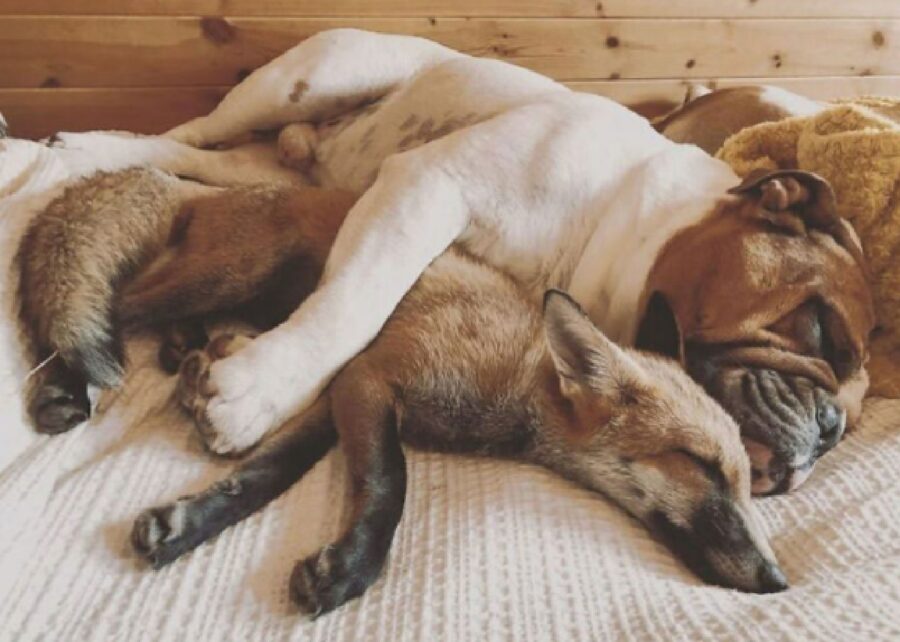 cane bulldog dorme insieme volpe