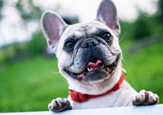 8 foto che vi faranno capire quanto siano errati gli stereotipi sui cani Bulldog