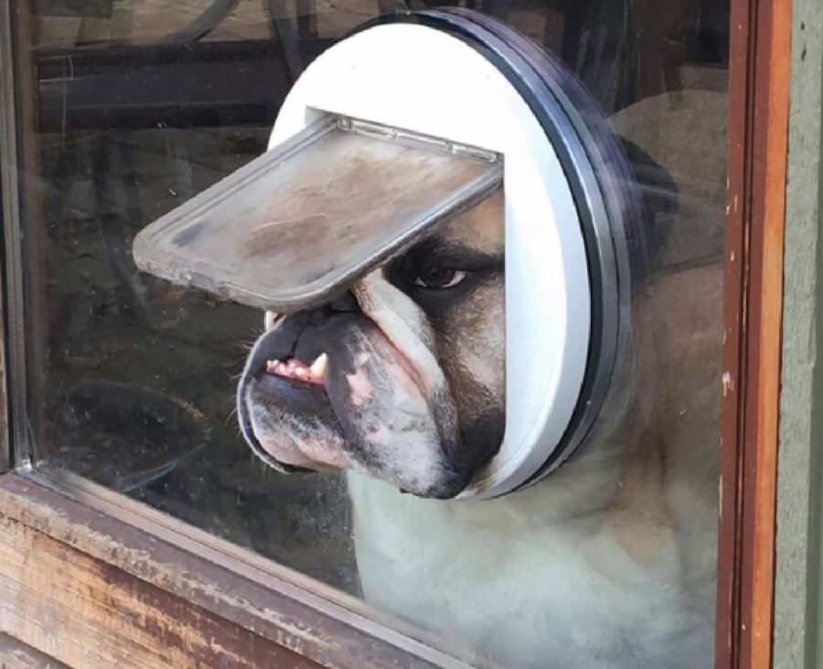 cane affaccia da buco porta