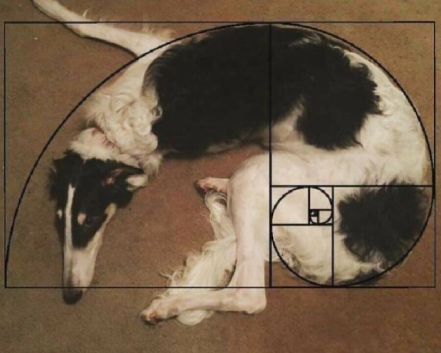 cane formula matematica