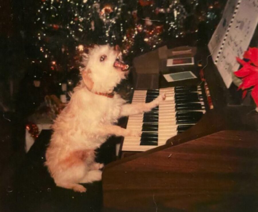cagnolino suona pianoforte