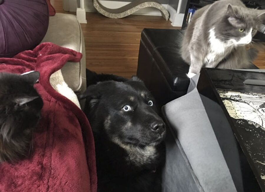 cane tra due gatti