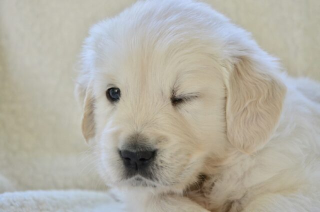 8 foto di cani ai quali hanno sicuramente fatto un incantesimo del sonno