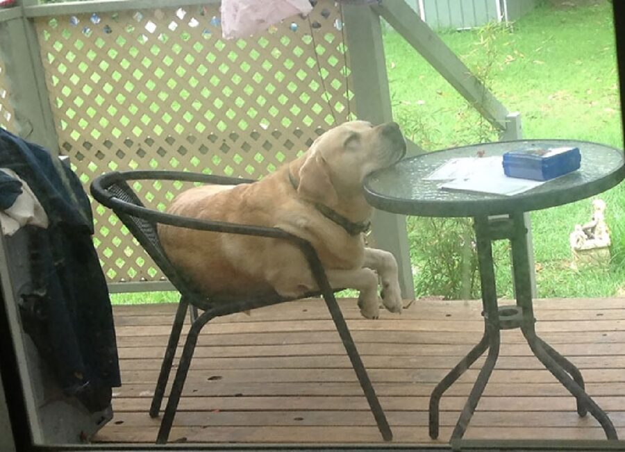 cane dorme poggiando testa sul tavolo