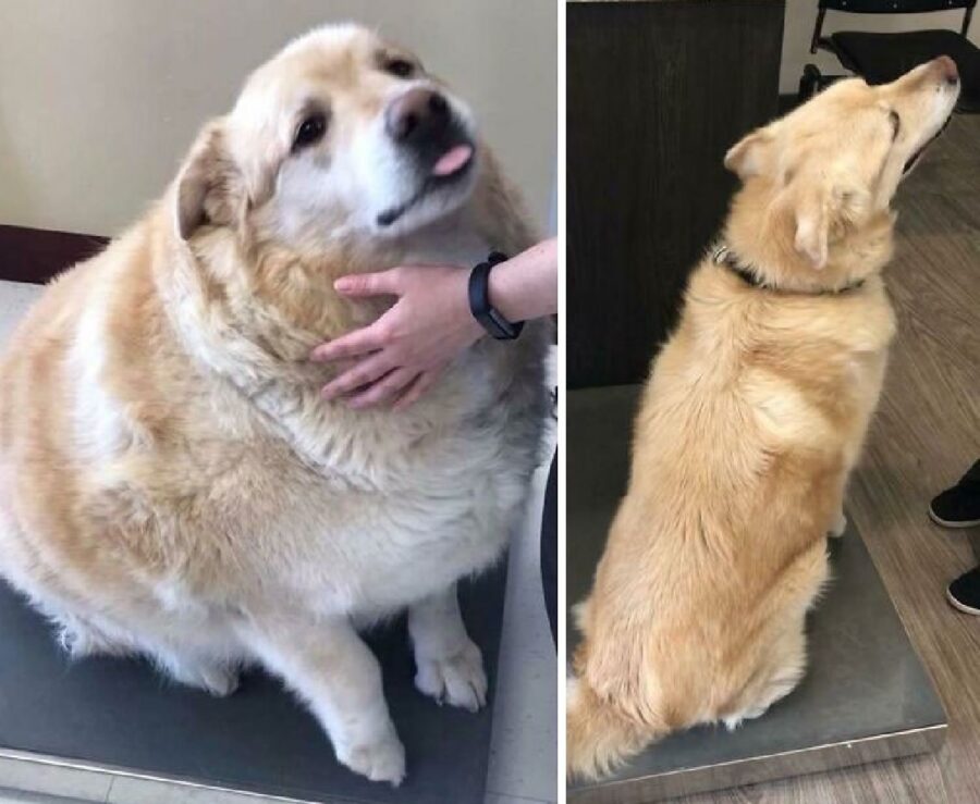 cagnolino golden pesava molto