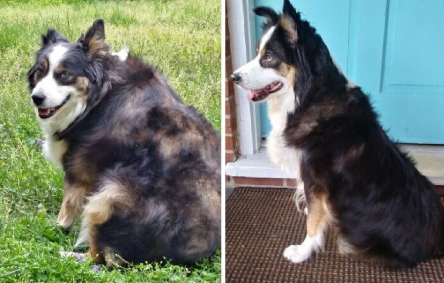 cane border collie obeso