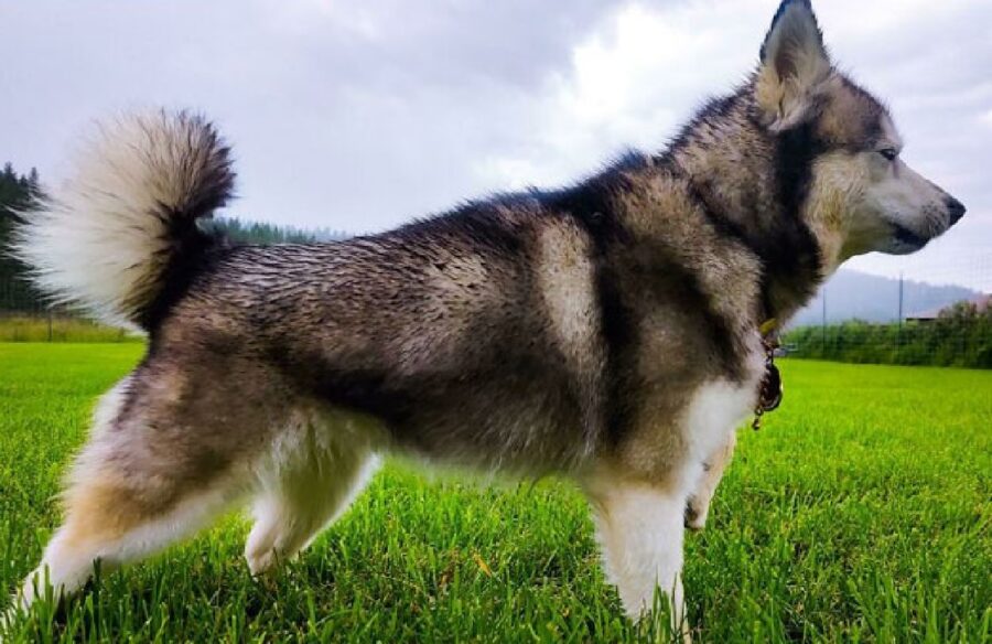 cane husky sul prato