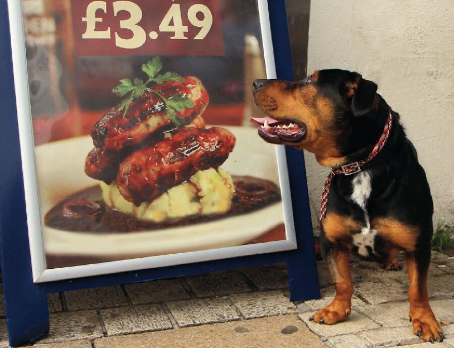 cane osserva immagine cibo