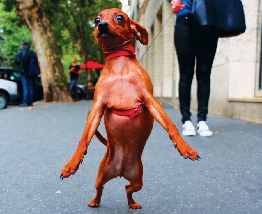 cagnolino su due zampe