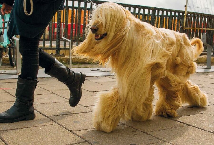 cane con pelo molto lungo