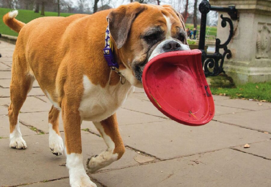 cane con fresbee in bocca