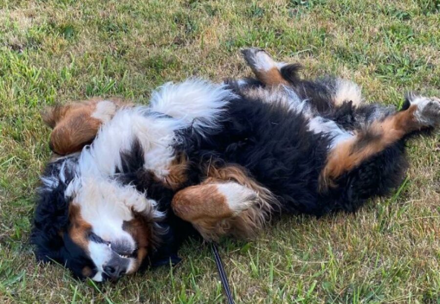 cagnolino testa sul prato