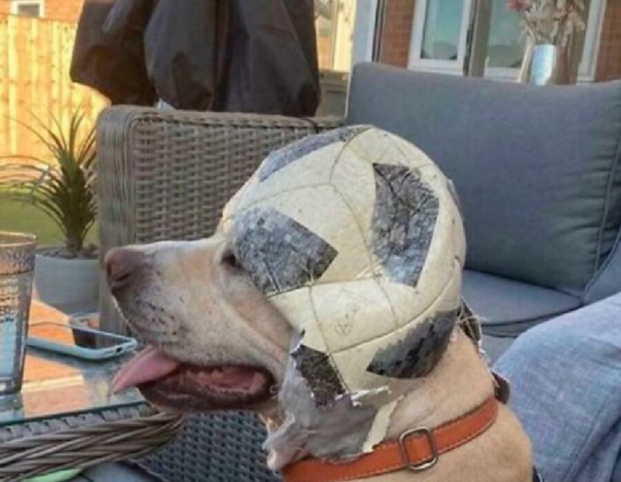 cane con la palla da calcio in testa