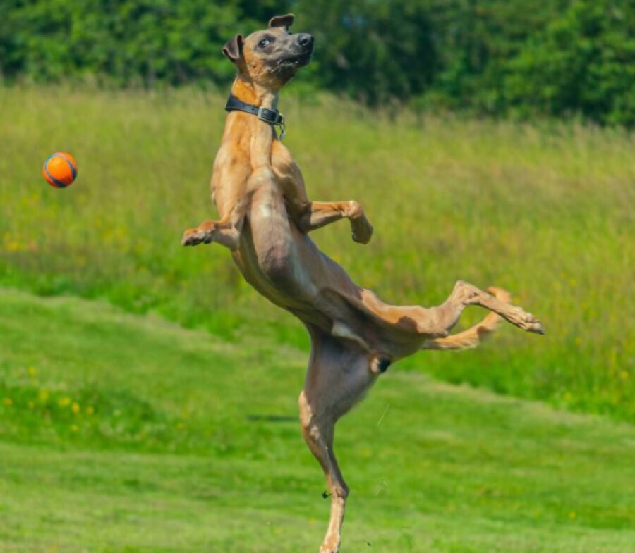 cagnolino salta per la palla