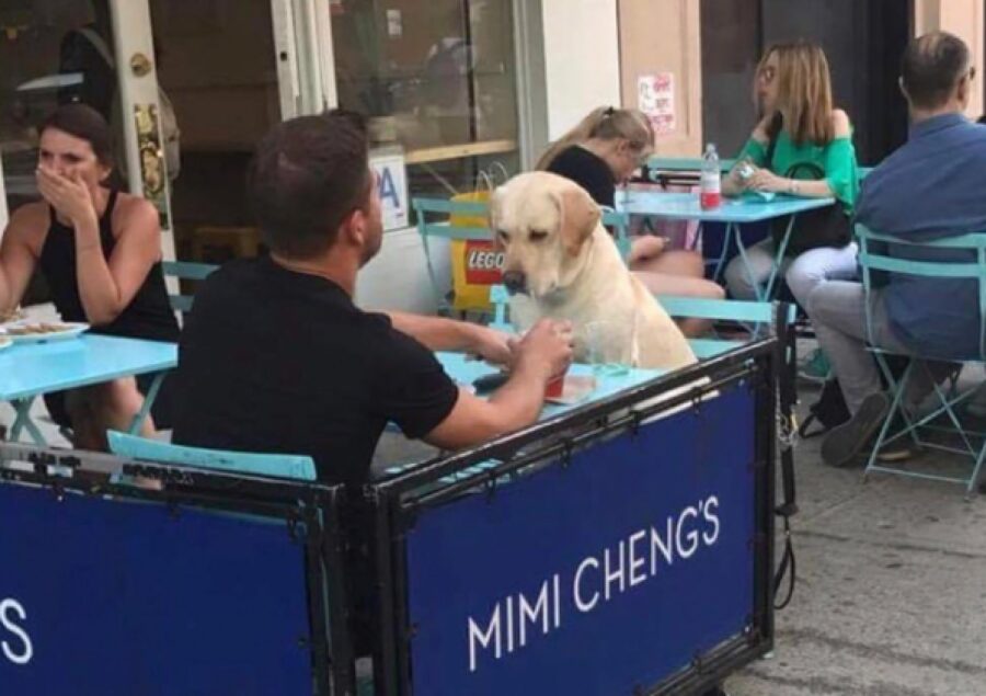 cane invitato ad un locale