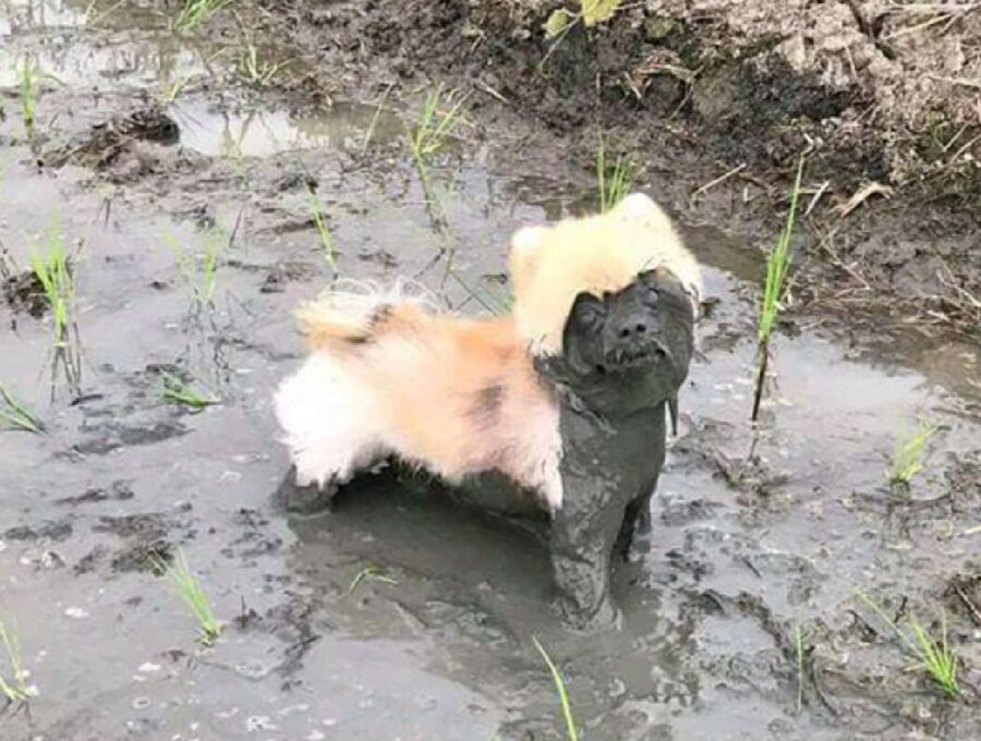 cagnolino coperto di fango