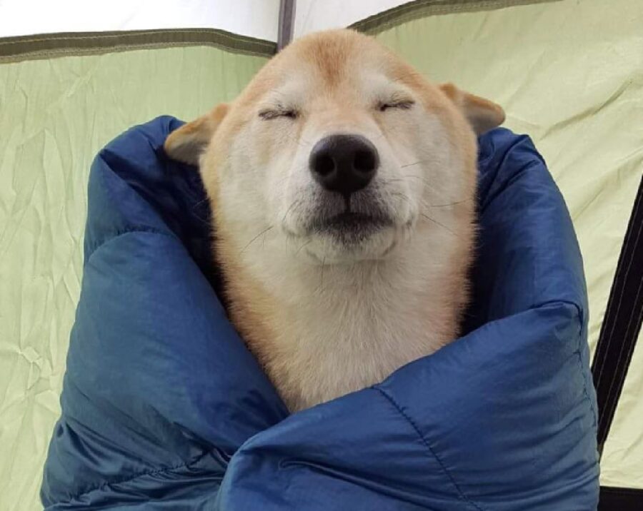 cane coperto perché fa freddo