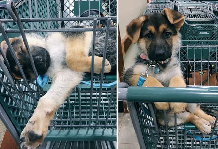 cane accompagna a fare la spesa