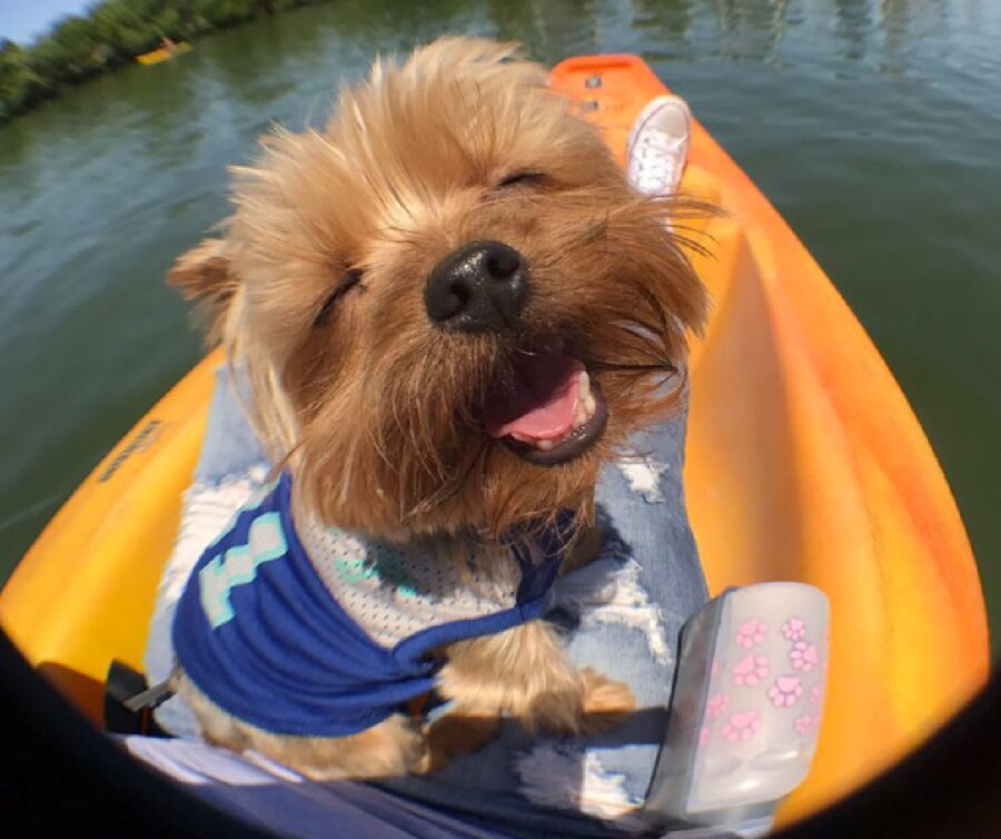 cane giro in canoa