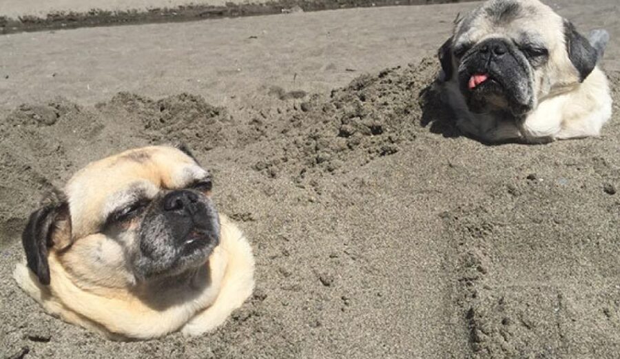 cuccioli carlini sommersi sabbia