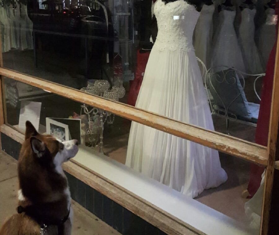 cane osserva abito da sposa