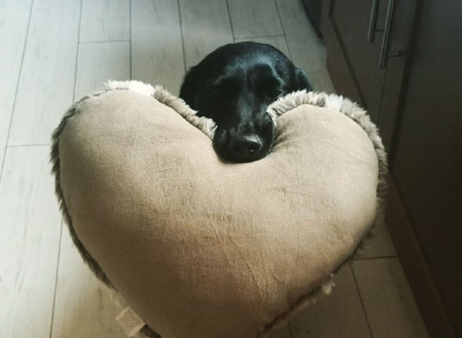 cane labrador nero cuscino tra denti