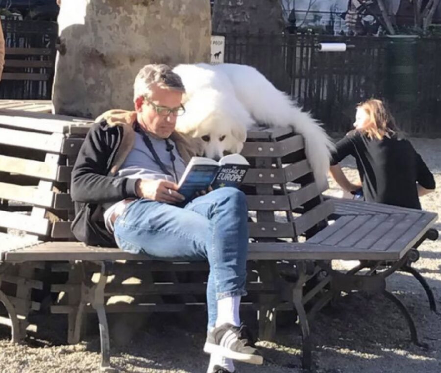 cane ha voglia di leggere