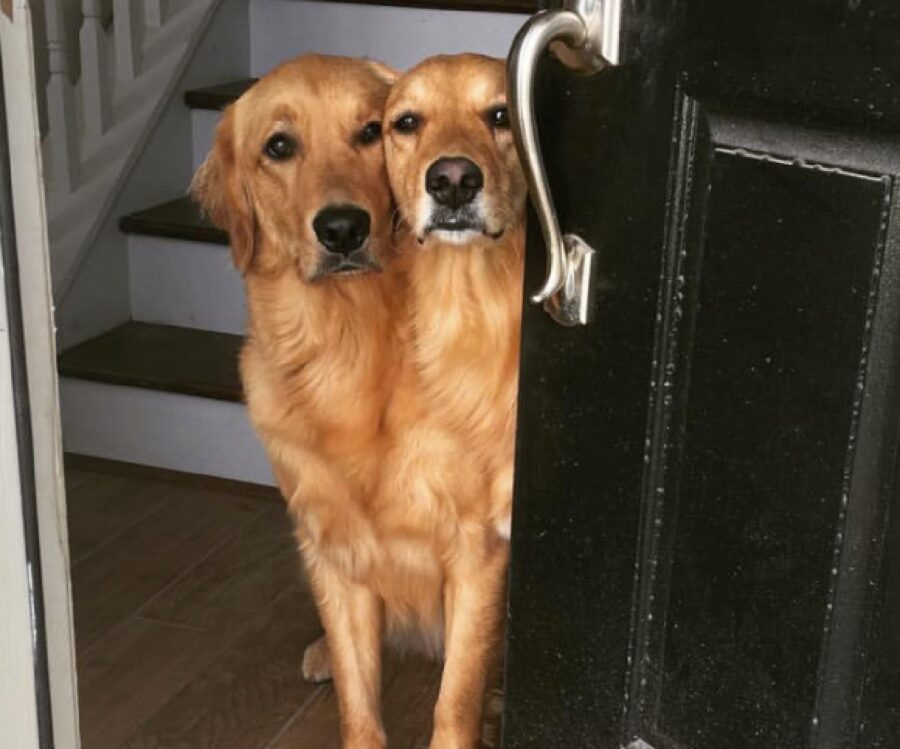 cani golden retriever sembrano unico animale