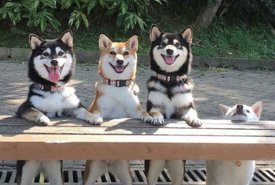 cagnolini stanno su una trave di legno