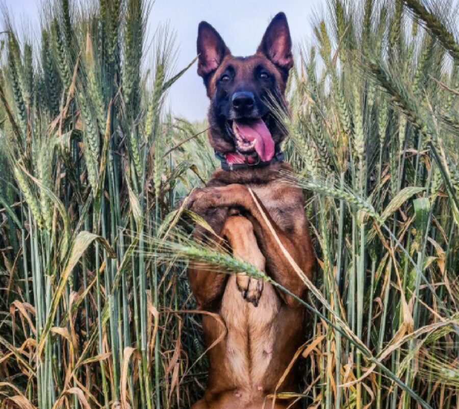 cagnolina pensa di stare appoggiata