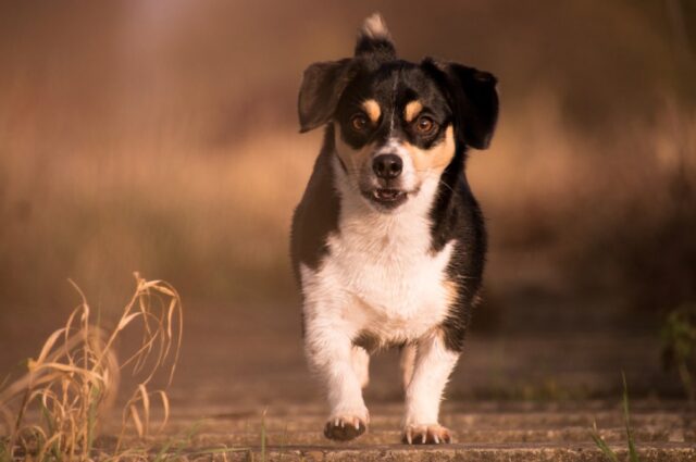 8 foto di cani che, per via del loro comportamento, sembrano provenire da un’altra realtà