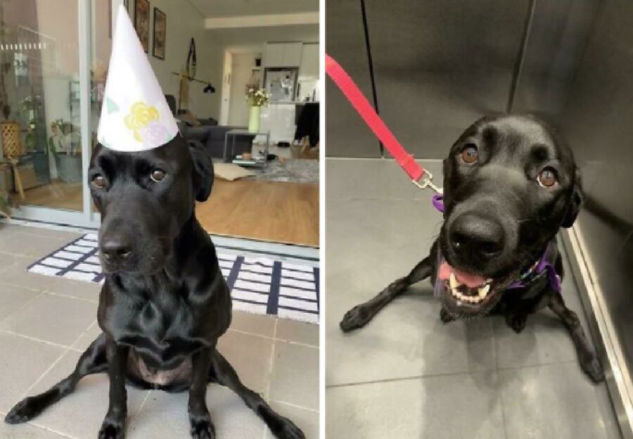 cagnolina labrador collare rosso